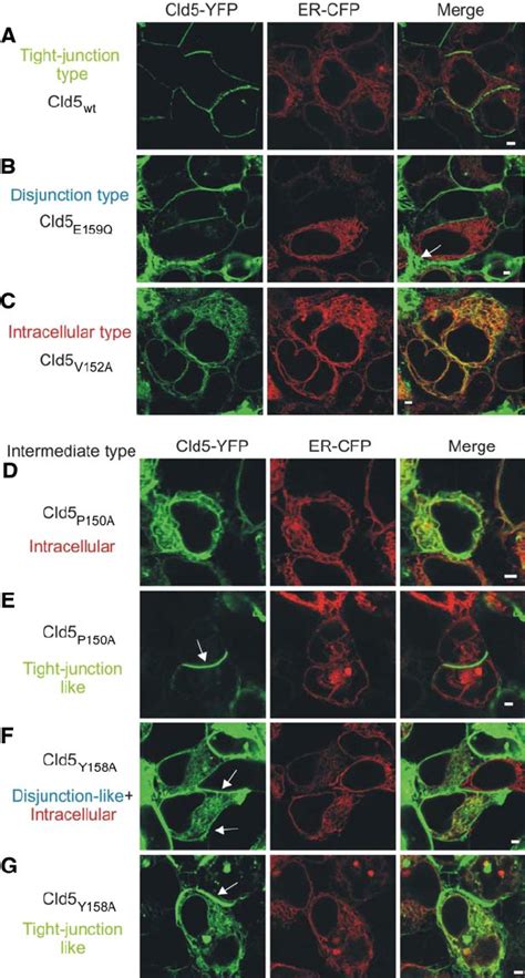 Intracellular Type Of Amino Acid Substitutions In The Extracellular