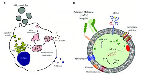 Biogenesis And Composition Of Extracellular Vesicles A Diagram