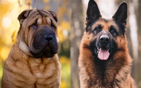 Shar Pei German Shepherd Mix Info Pictures Care And Traits Dogster