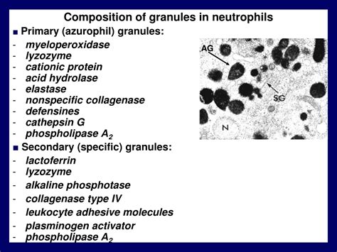 Ppt Leukocytosis Leukopenia Powerpoint Presentation Free Download Id 9557152