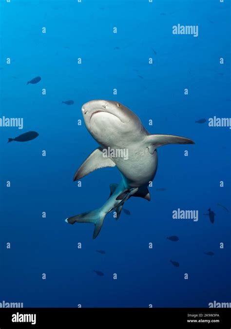 Whitetip Reef Shark Triaenodon Obesus Swimming In The Open Sea