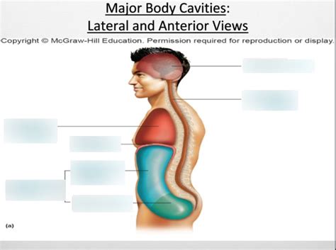 Major Body Cavities Lateral And Anterior Views Diagram Quizlet