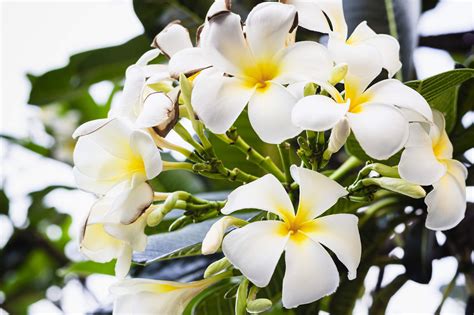 Frangipani Bali Floral Symbol Scent And Its Mystery