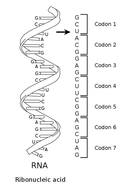 What Is Codon? - StoryMD