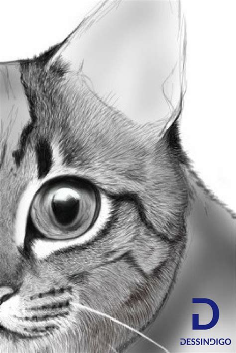 Comment Dessiner Un Chat Comment Dessiner Un Chat Tutoriel Dessin Chat