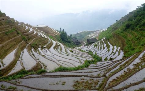 Nature Landscape Rice Paddy China Wallpaper Coolwallpapers Me