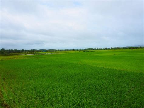 paddy fields  thailand