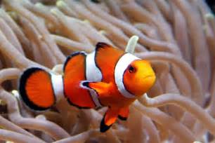 Clown Fish - Finding Nemo | Reef Biosearch