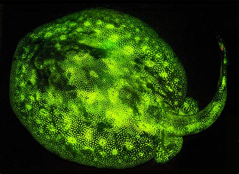 Photos Glowing Fish Study Finds Widespread Biofluorescence Among Fish