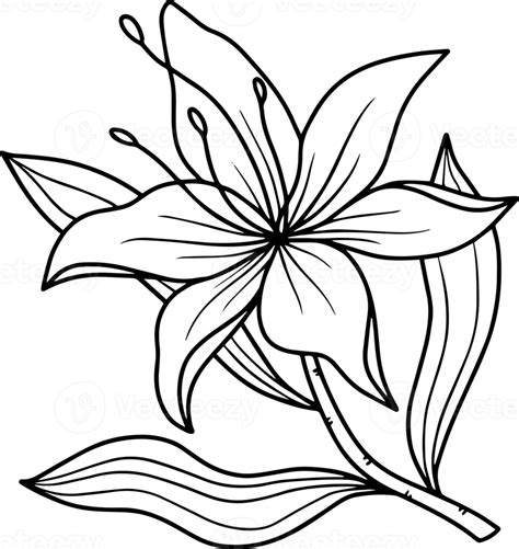 Hand Drawn Flower Sketch Line Art 10863388 Png