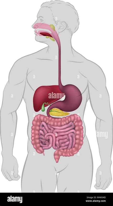 Apparato Gastrointestinale Apparato Digestivo Umano Immagine E