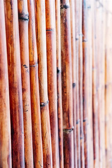 Bamboo Wall By Stocksy Contributor Sam Burton Stocksy