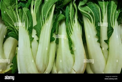 A Display Of Fresh Green Bok Choy Leafy Vegetables For Sale On A Supermarket Shelf It Derives