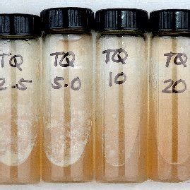 Growth Of M Tuberculosis In Middlebrook Agar With Oadc Growth