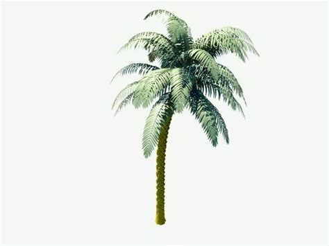 Palm Tree Free 3d Model - .Ma, Mb - Open3dModel 47831