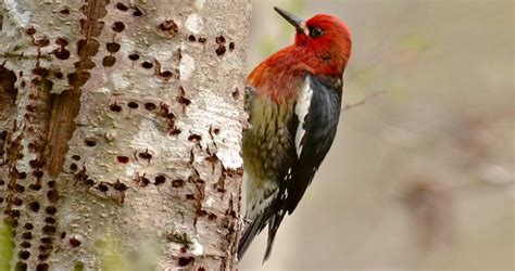 Red-breasted Sapsucker Identification, All About Birds, Cornell Lab of ...