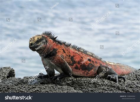 Sea Lizard On Rock By Sea Stock Photo 1508044964 | Shutterstock