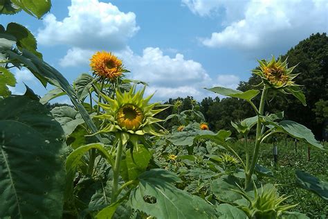 Biological Thinking Why Do Sunflowers Follow The Sun