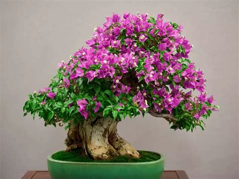 jenis bonsai  cocok  dijadikan hiasan  rumah