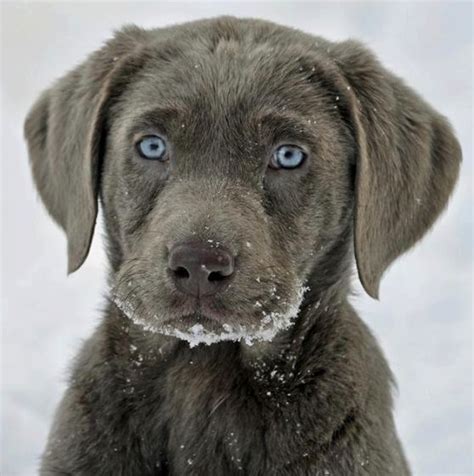 Grey Labrador Retriever A So Cute Fur Babies Pinterest Pets