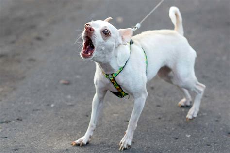 How To Put A Leash On A Fearful Dog