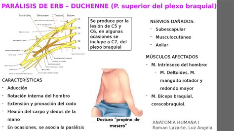 Par Lisis De Erbs