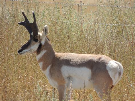 Mammals Colorado Wildlife Photo Gallery