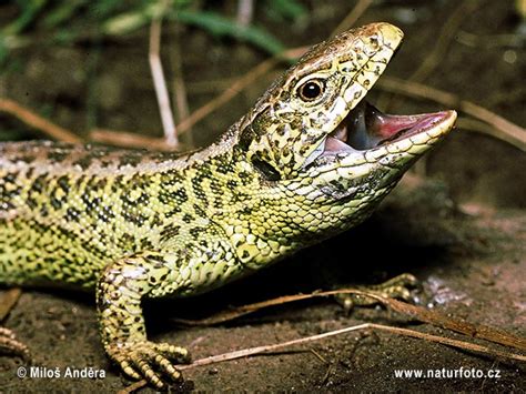 Lacerta agilis Pictures, Sand Lizard Images, Nature Wildlife Photos ...