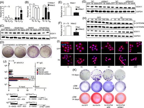 Wnt7b‐induced Sox11 Functions Enhance Self‐renewal And Osteogenic Commitment Of Bone Marrow