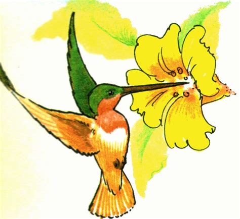 Hummingbird Line Drawing At Getdrawings Free Download