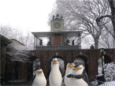 Fashion Pure: central park zoo penguins