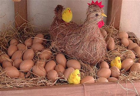 ¿qué Fue Primero El Huevo O La Gallina Científicos Finalmente