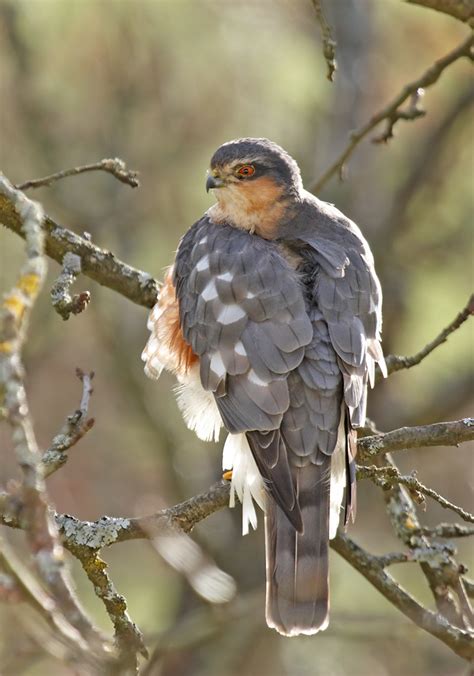 Sperber Eurasian Sparrowhawk Accipiter Nisus Andreas Gruber Flickr