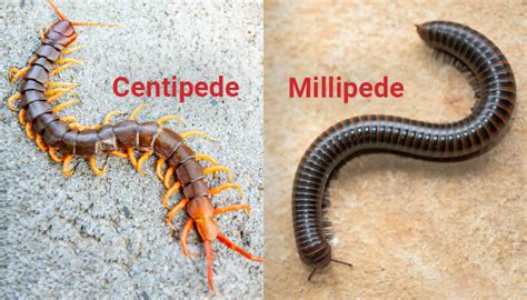 Centipede Bite