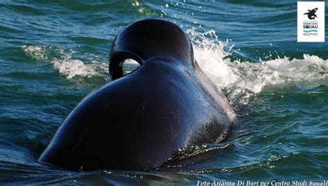 Video Dell Orca Che Attacca Uno Squalo Bianco In Sudafrica La Prima