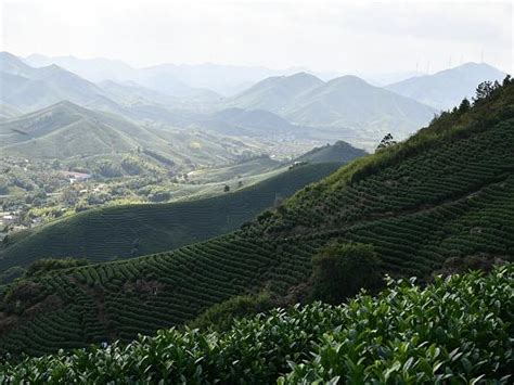 浙江长兴：一叶一芽吐芳华 茶园飘香幸福来