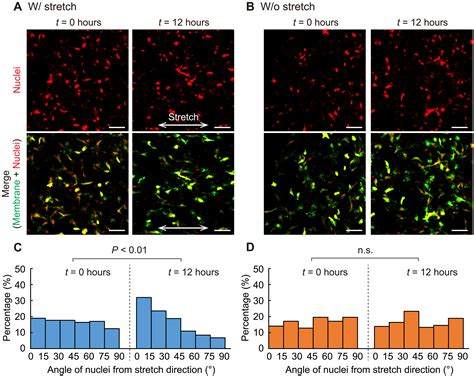 Spatiotemporal Single Cell Tracking Analysis In D Tissues To Reveal