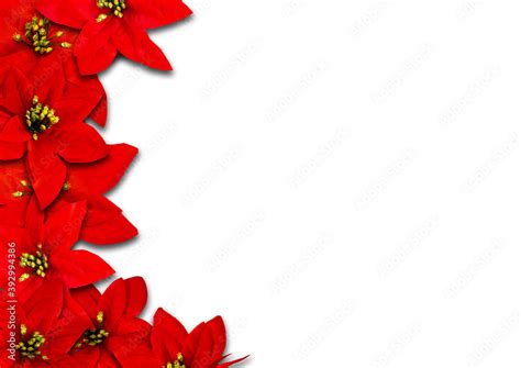 Red Christmas Poinsettia Flower Border On A White Background Stock