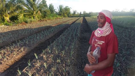 LUAR BIASA TEHNIK DAN SEKIL PAK SUDIWANI DALAM MENGOLAH LAHAN PETANI