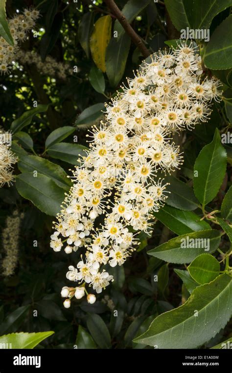 Prunus Lusitanica Portugal Laurel Flower Stock Photo Alamy