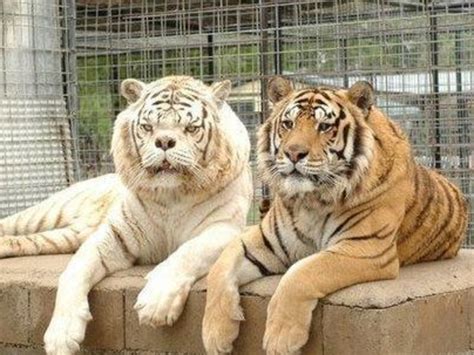 Kenny The Ugliest White Tiger Bred In Cruel Bid To Make Money