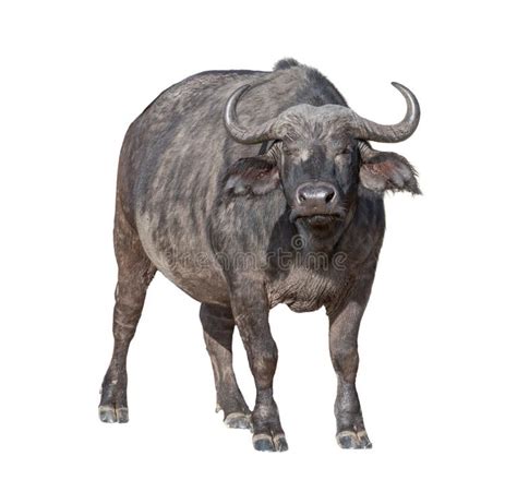 7926 Cape Buffalo Stock Photos Free And Royalty Free Stock Photos From