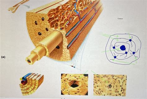 Osteon Label Diagram Quizlet