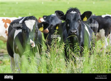 Black And White Cows Hi Res Stock Photography And Images Alamy