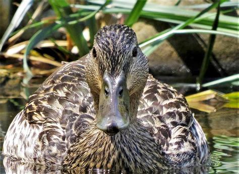 Duck Mallard Water Fowl - Free photo on Pixabay