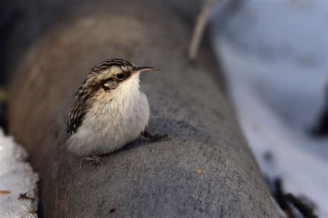 American Brown Creeper Montanaidahoensis Ebird