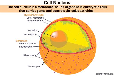 Cell Nucleus Definition Structure Function