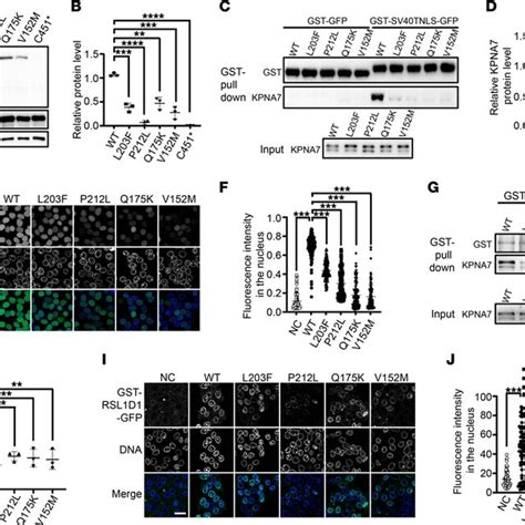 Effects Of Kpna Variants In Vitro A Immunoblot Of Wt And The