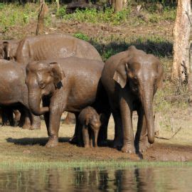 Addressing The Elephant In The Room Wildlife Conservation Trust