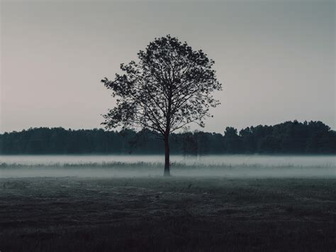 Free Images Landscape Tree Water Nature Forest Horizon Snow